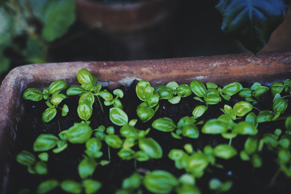 Did You Know These Herbs Can Alter Your Sense of Taste?