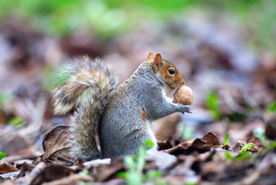 Did You Know These Animals Can Predict Natural Disasters?