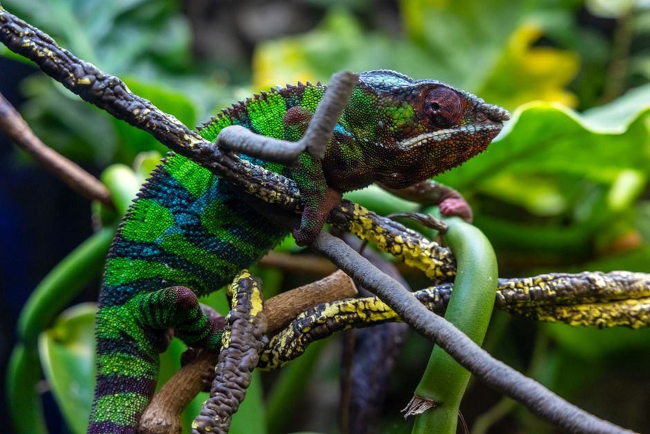 Did You Know These Animals Can See in the Infrared Spectrum?