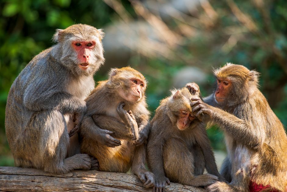 Did You Know These Animals Can Communicate Across Miles?