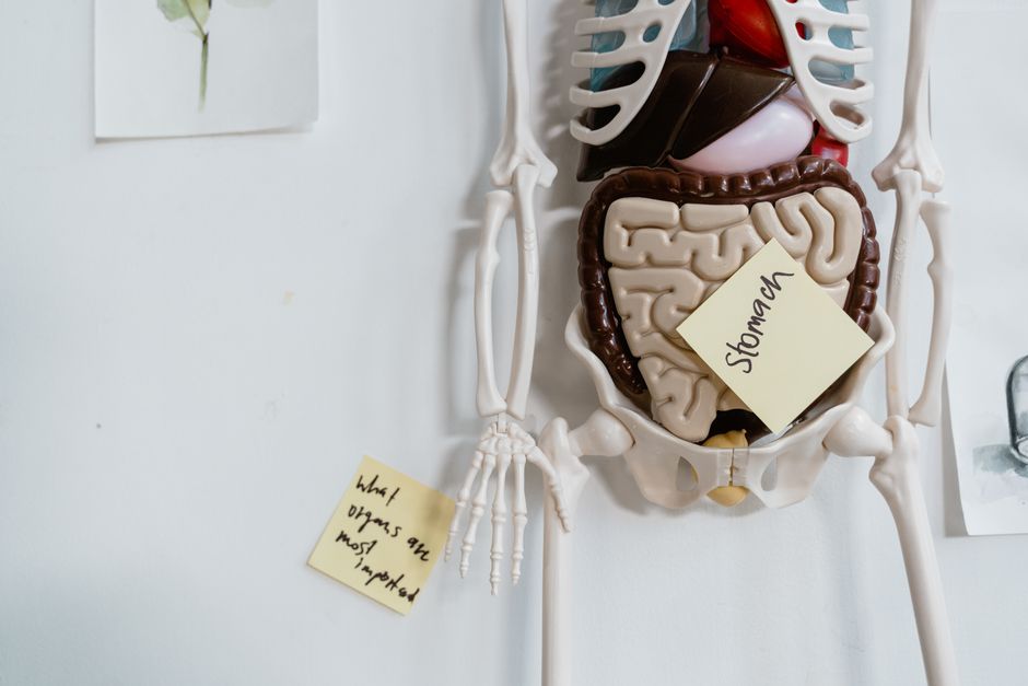 Did You Know These Fast Facts About the Human Digestive System?