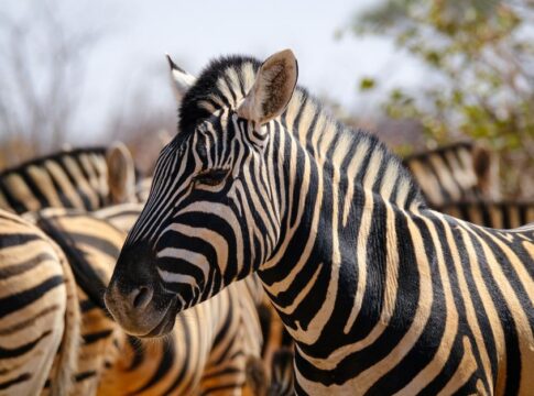 Why Zebras Have Stripes: The Surprising Science Revealed — Quick Facts trivia by Trivia Daily