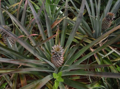 Why Pineapples Take Two Years to Grow: The Patience Fruit — Food & Drink trivia by Trivia Daily