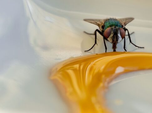 Why Honey Never Spoils: The Eternal Food Science — Quick Facts trivia by Trivia Daily