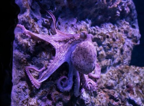 7 Surprising Facts About Octopus Intelligence and Behavior — Quick Facts trivia by Trivia Daily