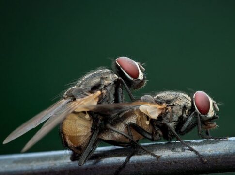 7 Surprising Facts About Houseflies You Never Knew — Quick Facts trivia by Trivia Daily