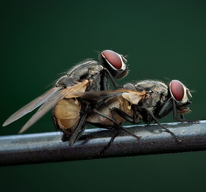 7 Surprising Facts About Houseflies You Never Knew