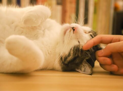 7 Strange Facts About Cat Purring Frequencies and Healing — Quick Facts trivia by Trivia Daily