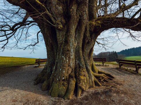 The Truth About Sharks Being Older Than Trees — Quick Facts trivia by Trivia Daily