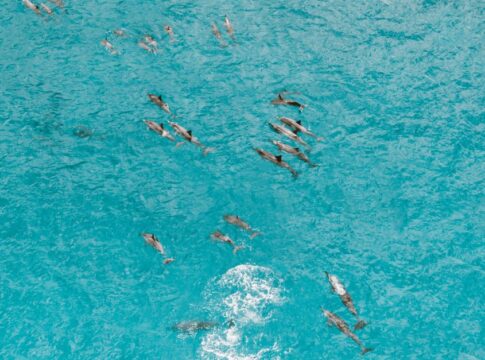 7 Strange Facts About Dolphin Sleep With One Eye Open — Quick Facts trivia by Trivia Daily
