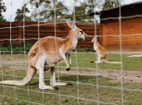7 Surprising Facts About Kangaroo Hopping Efficiency — General trivia by Trivia Daily