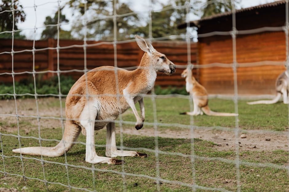 7 Surprising Facts About Kangaroo Hopping Efficiency
