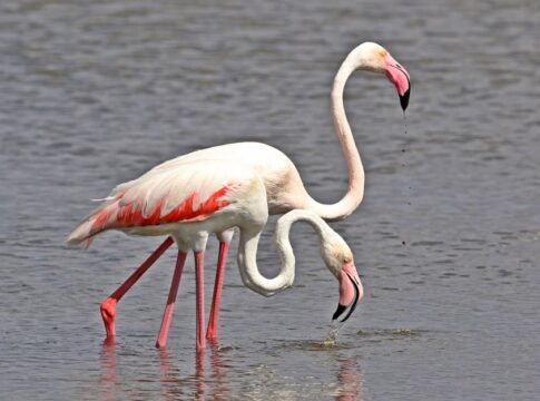 Why Flamingos Are Pink: The Surprising Diet Secret — General trivia by Trivia Daily
