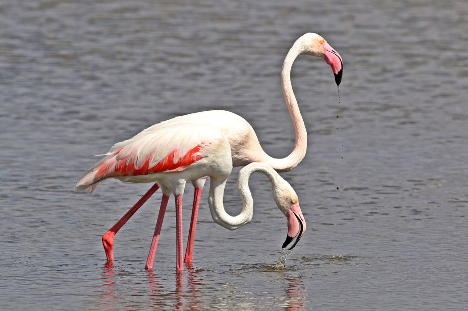 Why Flamingos Are Pink: The Surprising Diet Secret