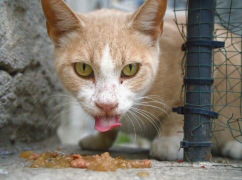Why Cats Have Fewer Taste Buds Than Dogs: The Science — Quick Facts trivia by Trivia Daily