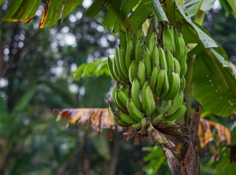 7 Surprising Facts About Bananas Growing Upside Down — Quick Facts trivia by Trivia Daily