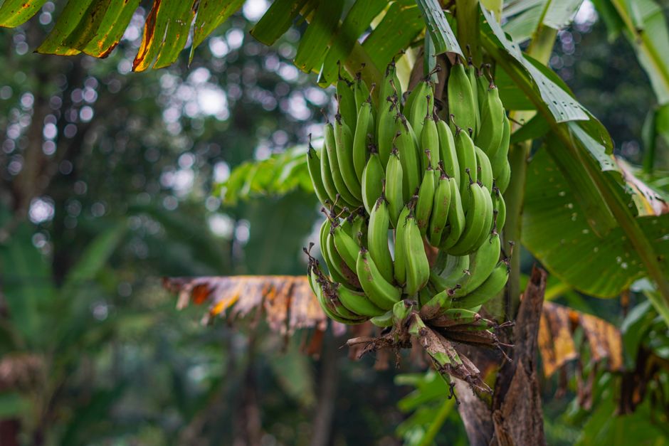 7 Surprising Facts About Bananas Growing Upside Down