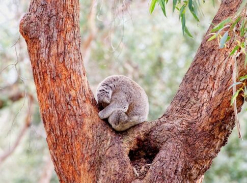 Why Koalas Sleep 22 Hours Daily: The Surprising Truth — Quick Facts trivia by Trivia Daily
