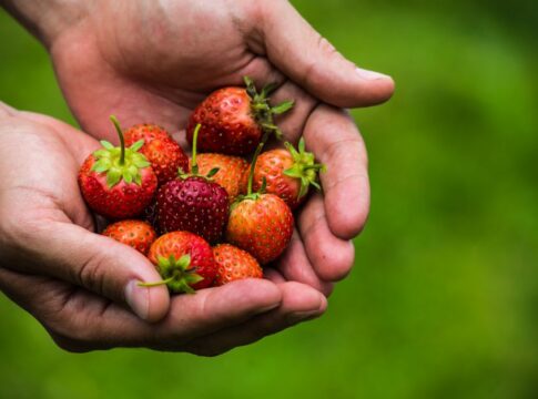 The Truth About Strawberries Not Being True Berries — Food & Drink trivia by TrivBits