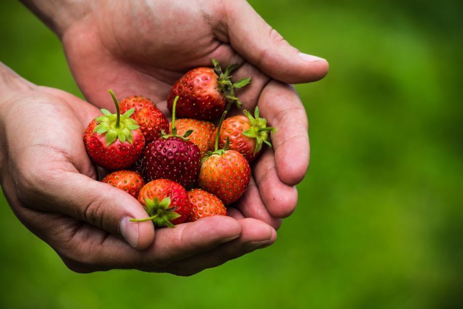 The Truth About Strawberries Not Being True Berries