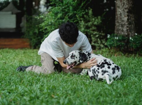 Why Dalmatians Were Bred as Firehouse Dogs: History — General trivia by Trivia Daily