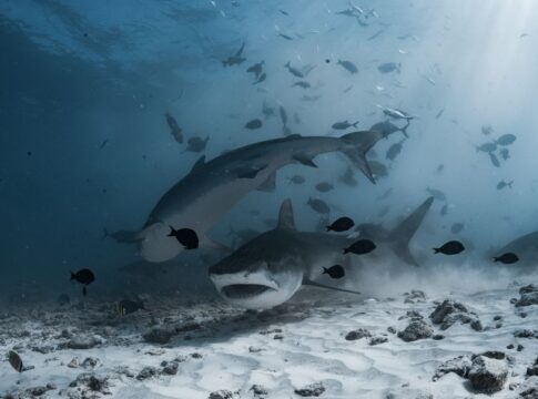 Why Sharks Must Keep Swimming or They Will Suffocate — Quick Facts trivia by Trivia Daily