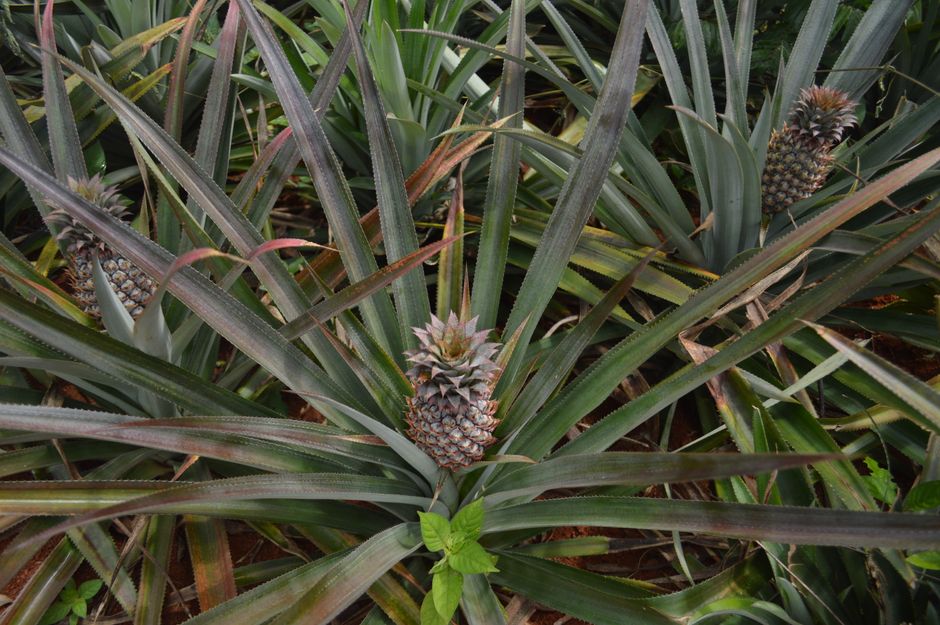 7 Bizarre Facts About Pineapples Taking Two Years to Grow — Food & Drink trivia by TrivBits