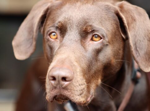 7 Shocking Facts About Chocolate Killing Dogs Easily — Food & Drink trivia by TrivBits