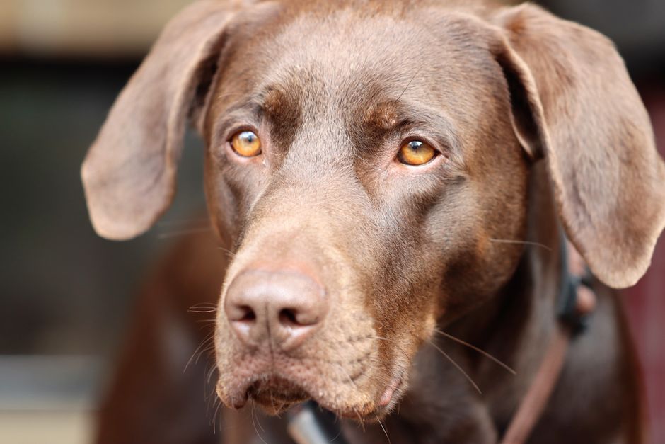 7 Shocking Facts About Chocolate Killing Dogs Easily — Food & Drink trivia by TrivBits