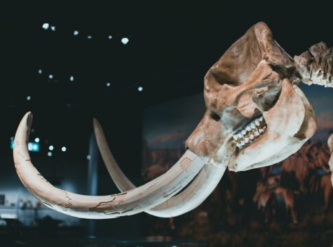 The Truth About Woolly Mammoths Living During Pyramids — General trivia by TrivBits