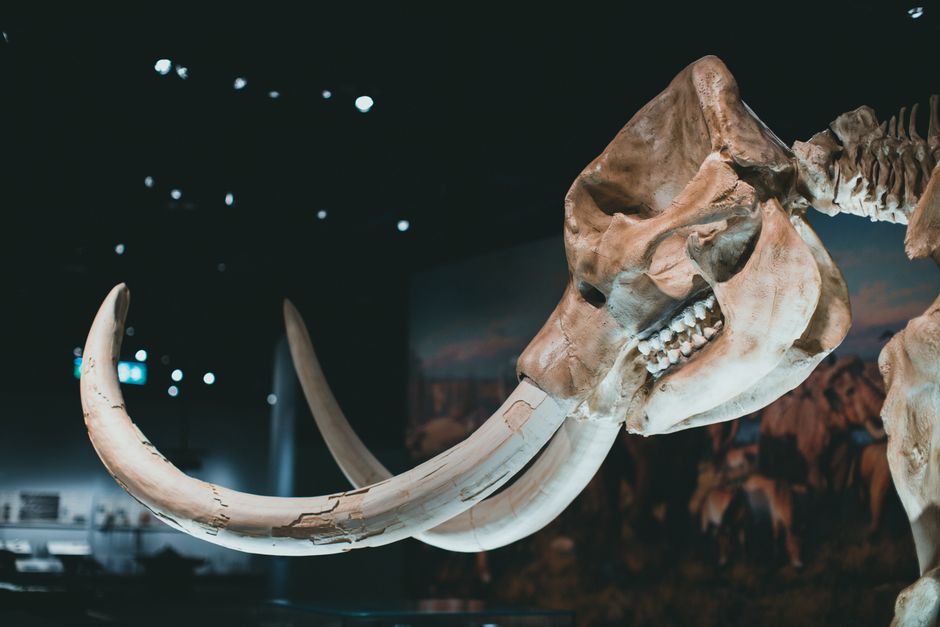 The Truth About Woolly Mammoths Living During Pyramids — General trivia by TrivBits