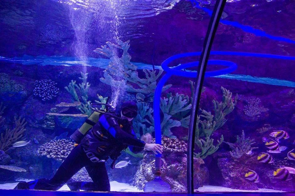 9 Bizarre Facts About Underwater Hockey World Champions