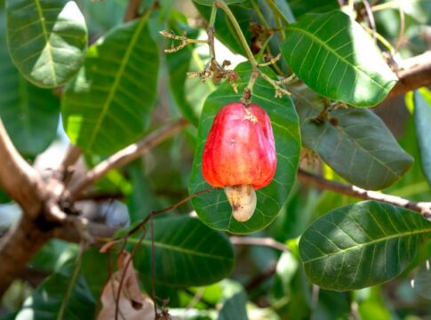 The Truth About Cashews Growing Outside the Fruit — Food & Drink trivia by TrivBits