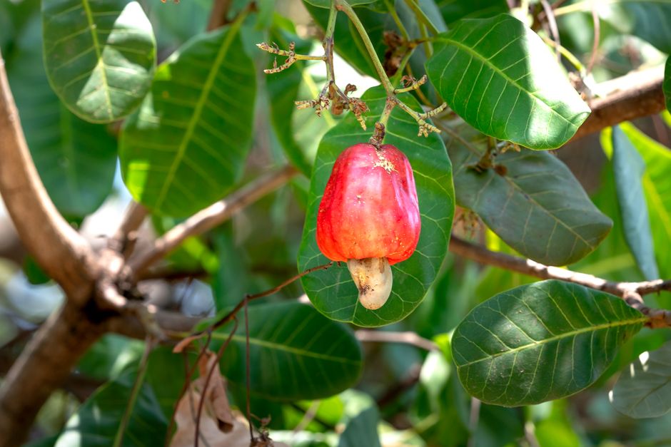 The Truth About Cashews Growing Outside the Fruit — Food & Drink trivia by TrivBits