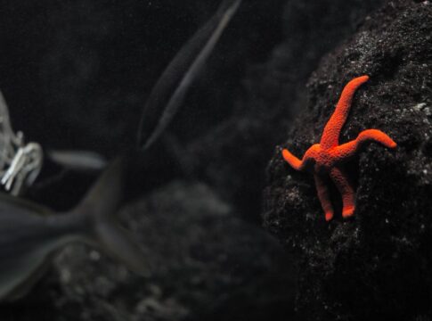 Why Octopuses Have Blue Blood: The Shocking Truth — General trivia by TrivBits