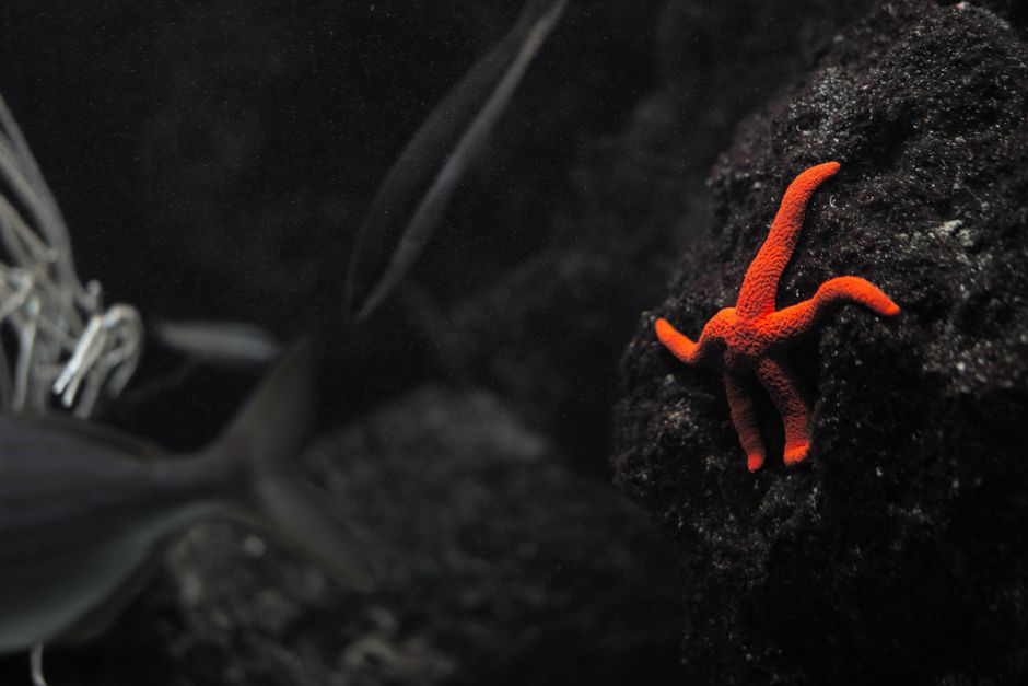 Why Octopuses Have Blue Blood: The Shocking Truth — General trivia by TrivBits