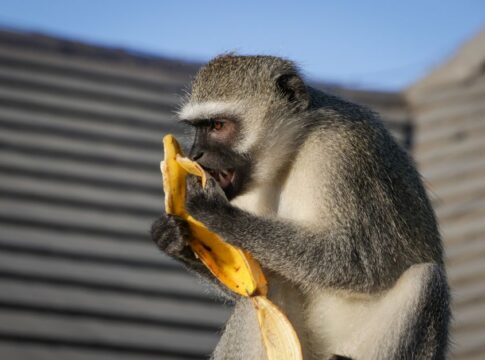 The Truth About Humans Sharing 50% DNA With Bananas — Quick Facts trivia by TrivBits