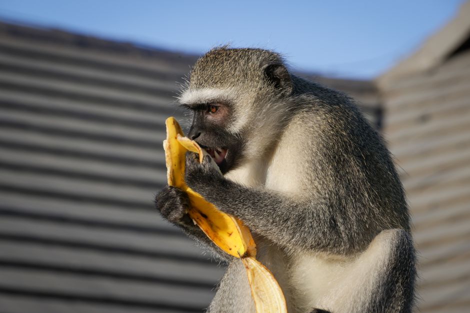 The Truth About Humans Sharing 50% DNA With Bananas — Quick Facts trivia by TrivBits