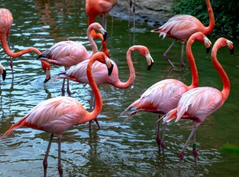 Why Flamingos Are Pink: The Surprising Shrimp Truth — General trivia by TrivBits