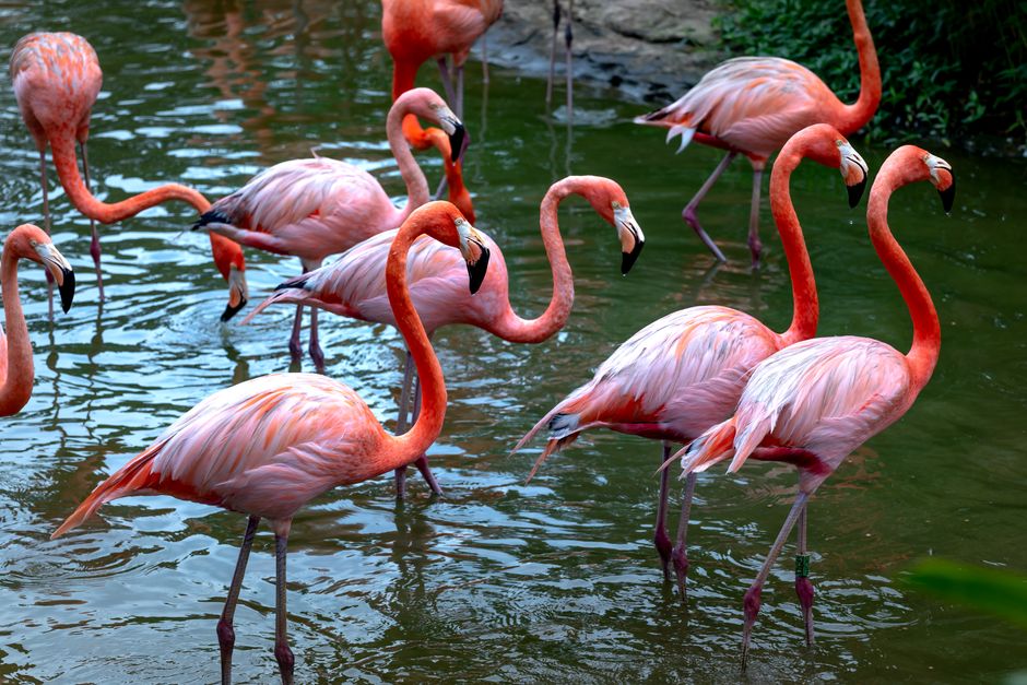 Why Flamingos Are Pink: The Surprising Shrimp Truth — General trivia by TrivBits