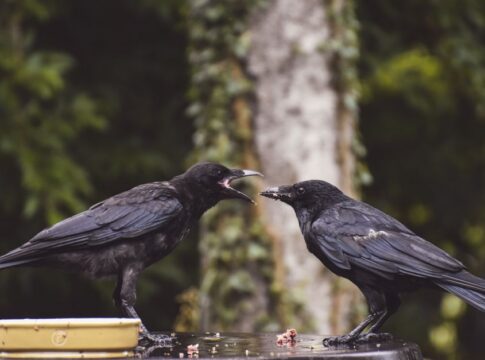 Why Crows Hold Grudges for Years: The Shocking Truth — Quick Facts trivia by TrivBits