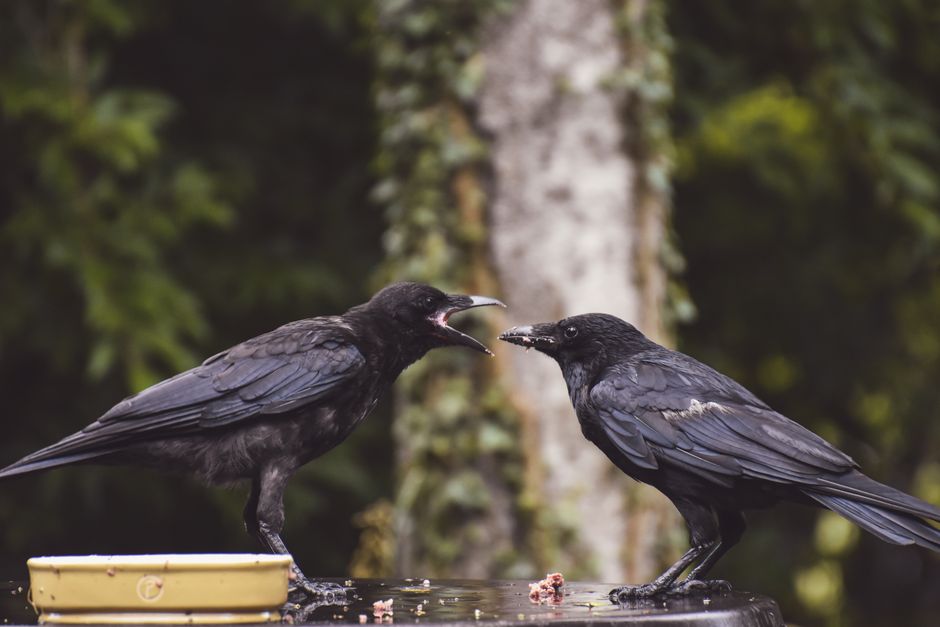 Why Crows Hold Grudges for Years: The Shocking Truth — Quick Facts trivia by TrivBits