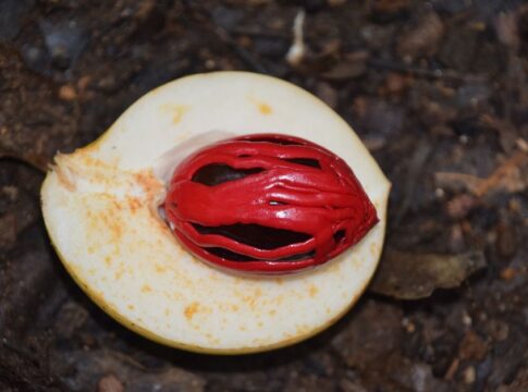 The Truth About Nutmeg Being a Hallucinogenic Spice — General trivia by TrivBits