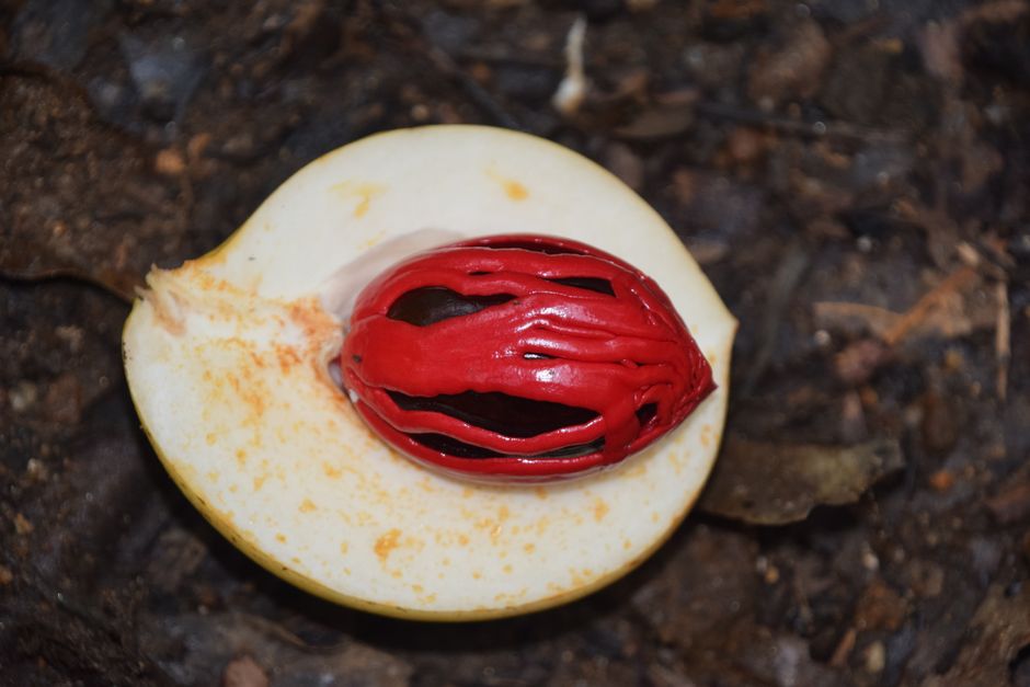 The Truth About Nutmeg Being a Hallucinogenic Spice — General trivia by TrivBits