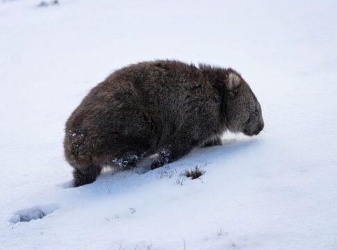 Why Wombats Poop Cubes: The Strange Digestion Secret — Quick Facts trivia by TrivBits