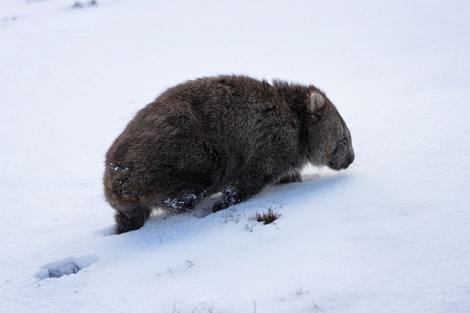 Why Wombats Poop Cubes: The Strange Digestion Secret — Quick Facts trivia by TrivBits