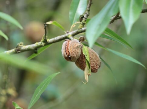 Why Almonds Arent Nuts: The Botanical Truth Revealed — Food & Drink trivia by TrivBits