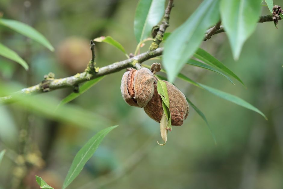 Why Almonds Arent Nuts: The Botanical Truth Revealed — Food & Drink trivia by TrivBits