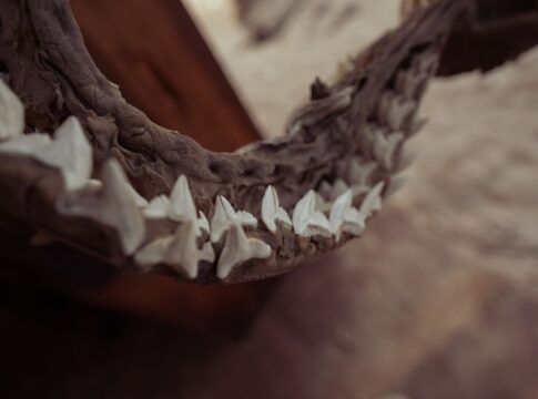 Why Sharks Predate Trees: The Fossil Record Truth — Quick Facts trivia by TrivBits