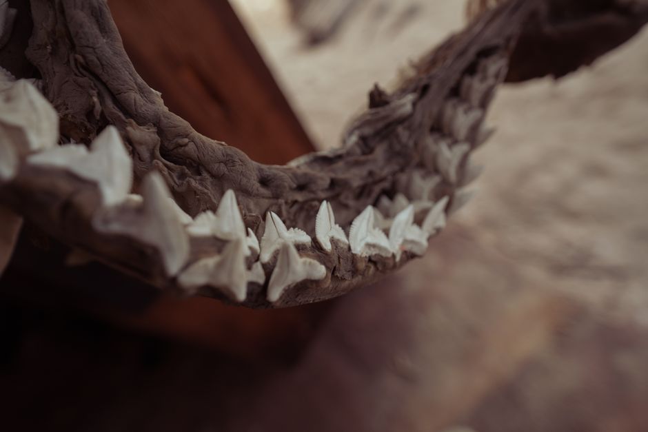 Why Sharks Predate Trees: The Fossil Record Truth — Quick Facts trivia by TrivBits